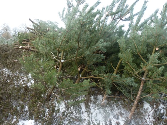 Trees in snow