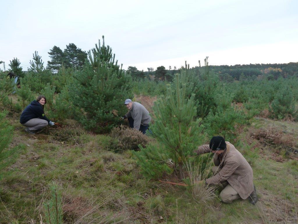 Volunteers cut trees