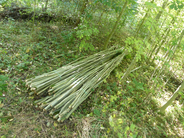 Ash binders for use in hedgelaying.
