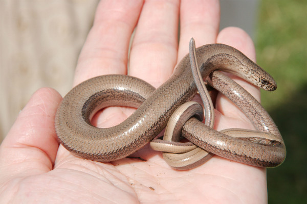 Two entwinded slowworms on hand