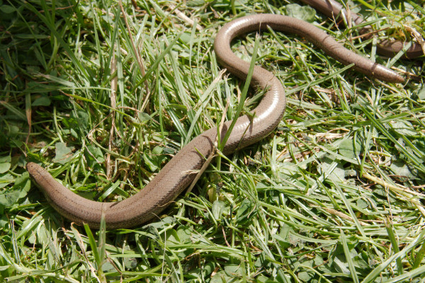 Slowworm on grass