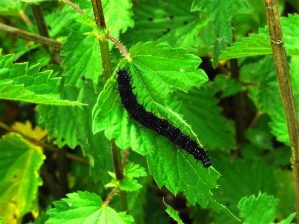 Caterpillars