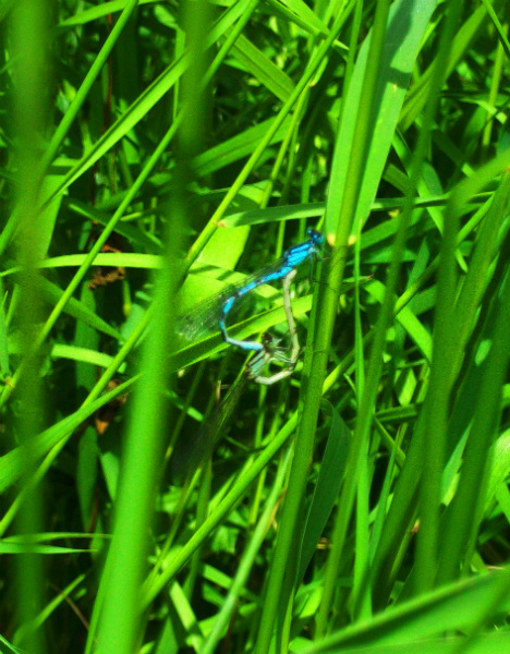 Damselflies