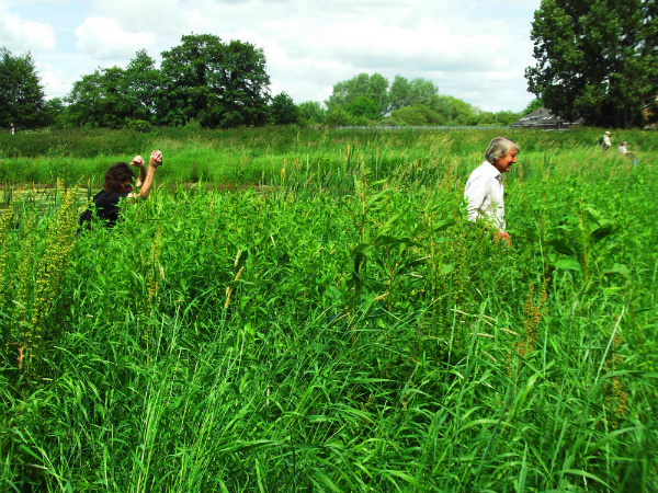 Walking through nettles