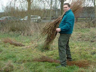 Volunteer with bundled willow