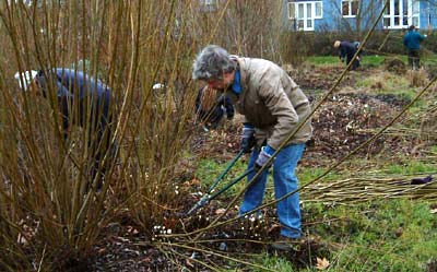Volunteer cutting willow