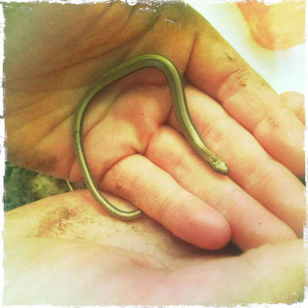 Slowworm in hand