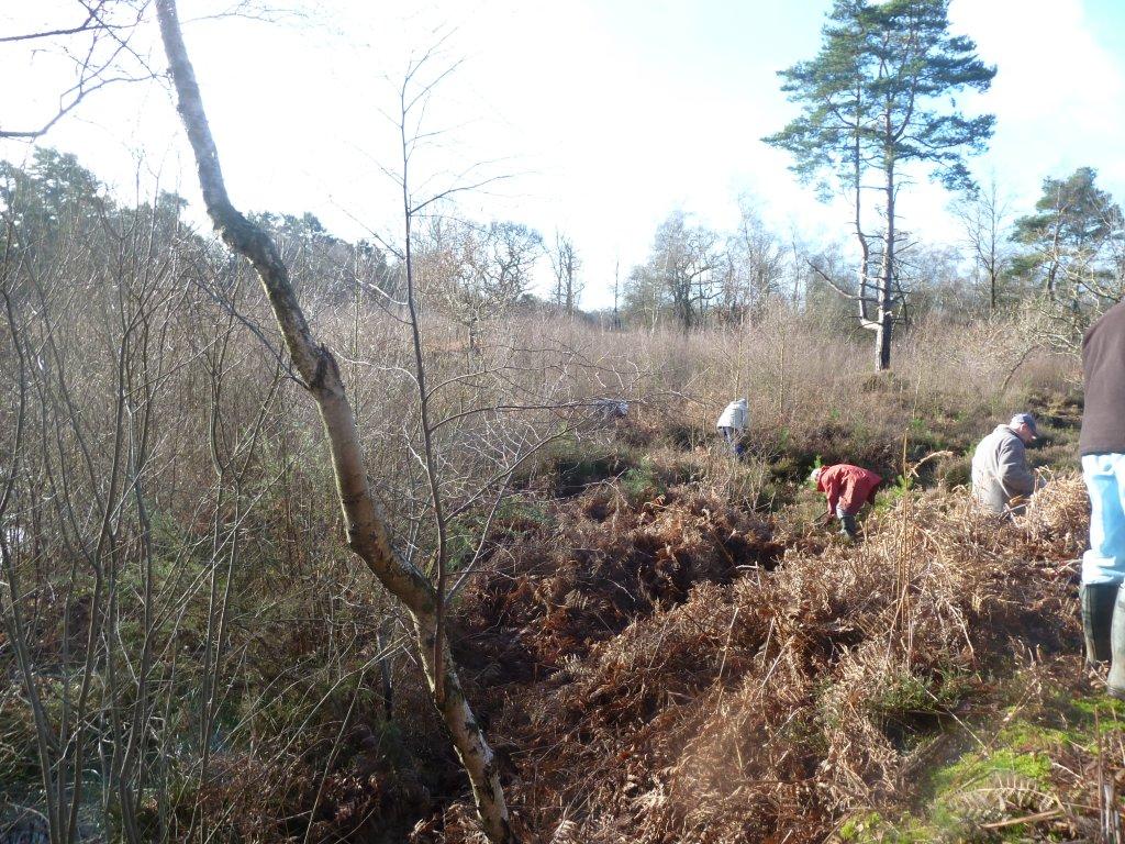 Volunteers start clearing scrub which is hiding pond