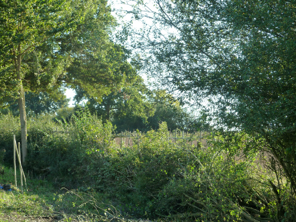 The previous year's laid hedge