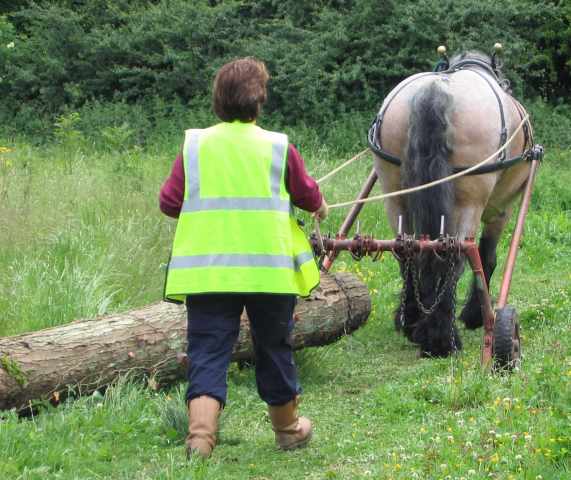 Shire horse at work in woodland