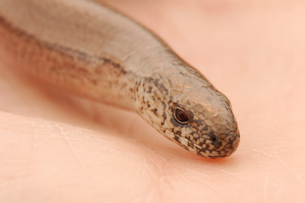 Slowworm on hand