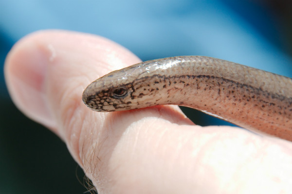 Slowworm on hand