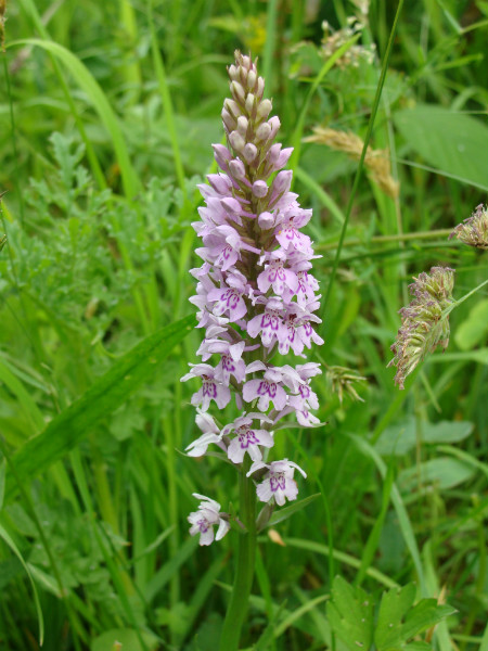 Common spotted orchid