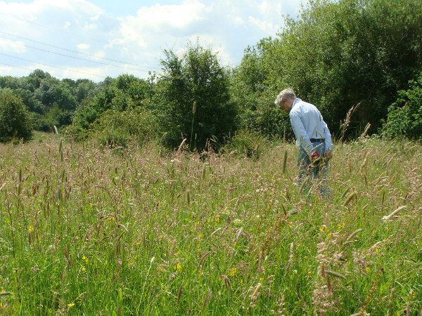 Volunteer searches for orchid