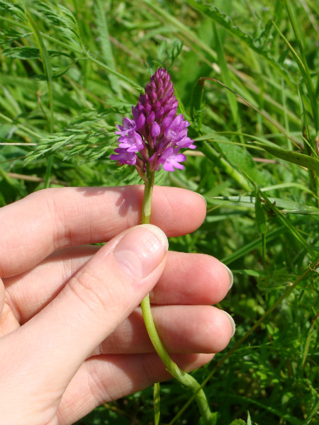 Early purple orchid