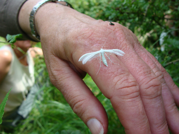 White plume moth