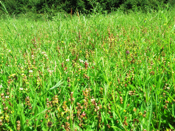 Wildflower meadow