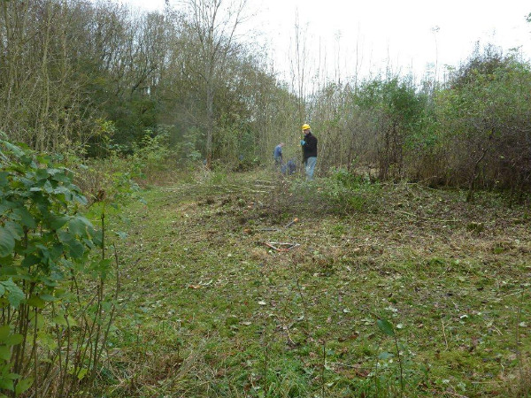 Coppicing the overgrowing ash and blackthorn