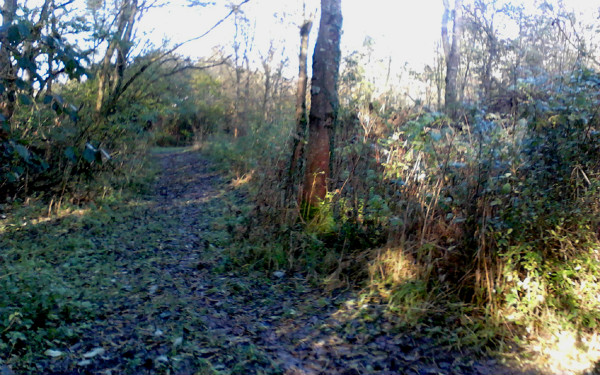 Overgrown path