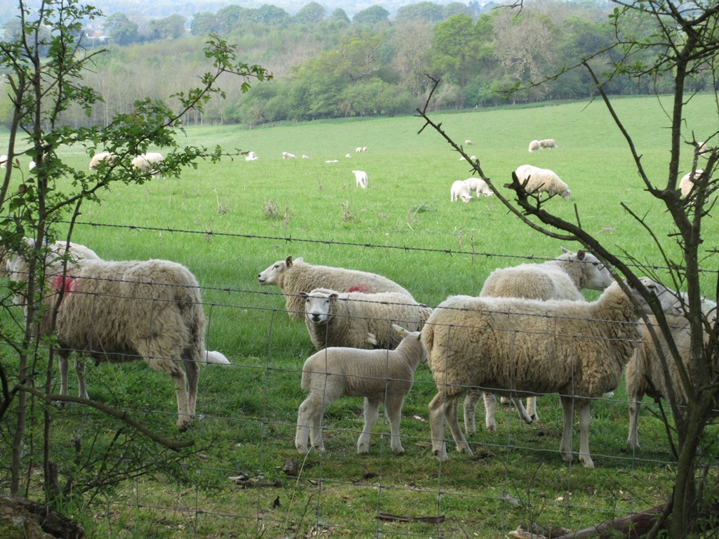 May 2019 Rushall Farm Bradfield Ride Widening   RushallFarmMay201904.JPG