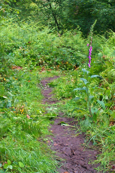 Cleared footpath