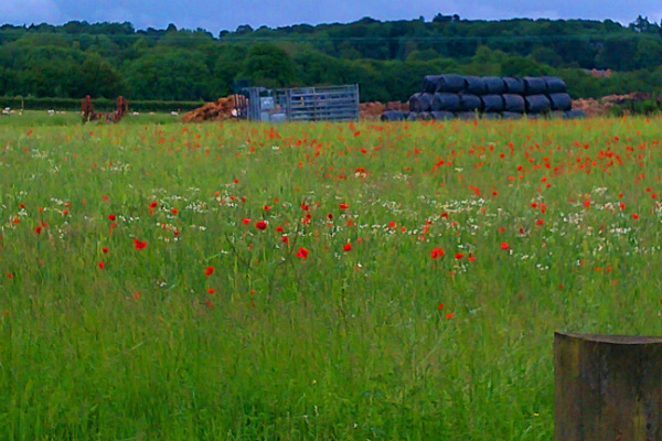 Cornfield