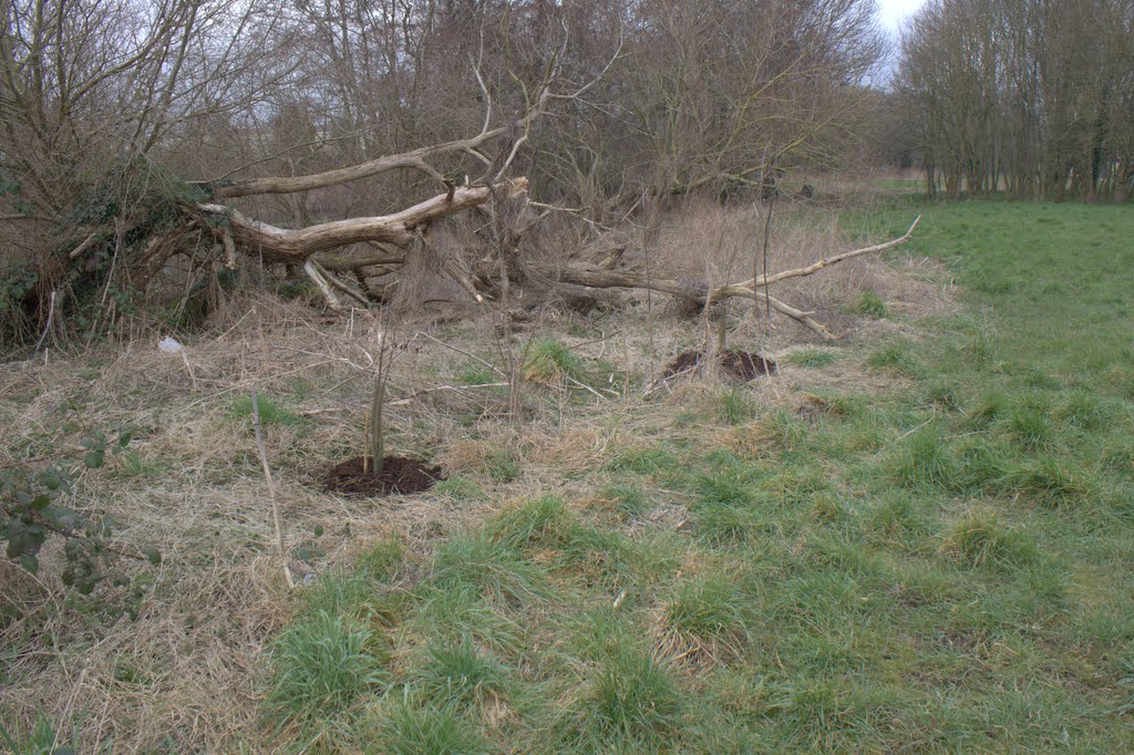Trees planted by the Kennet